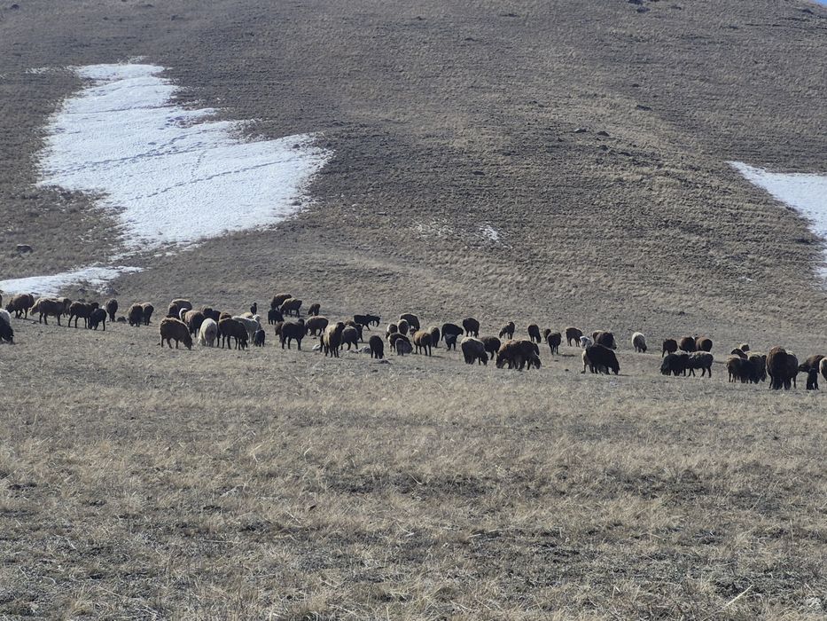 Кой козлы сатылады