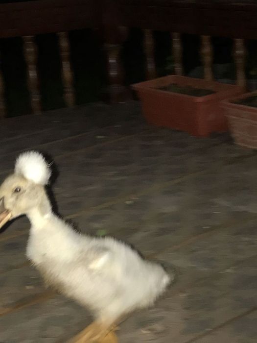 Утка хохлатая продается