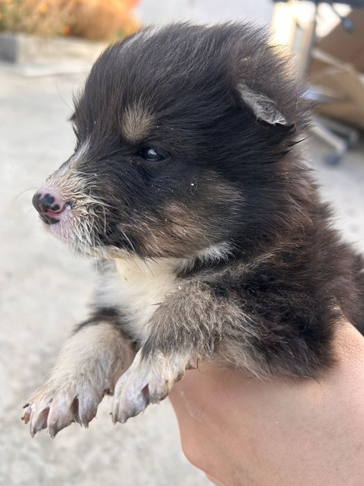 Отдам щенков в добрые руки