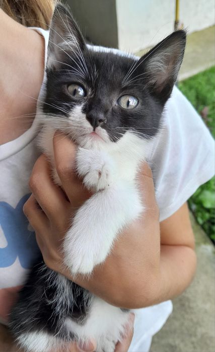 Dau spre adoptie acesti pisoiași