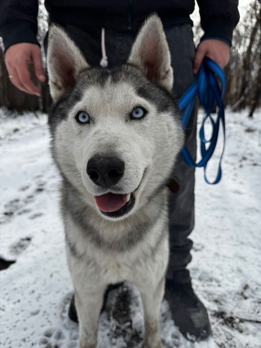 Ищем хозяина, срочно.