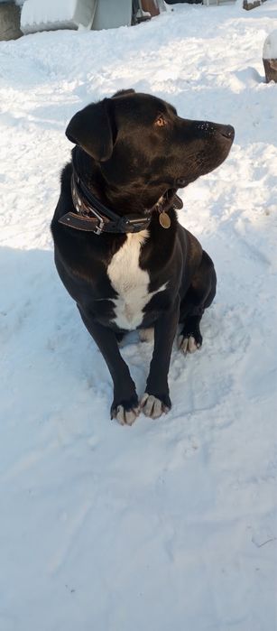 Ищем дом собачке