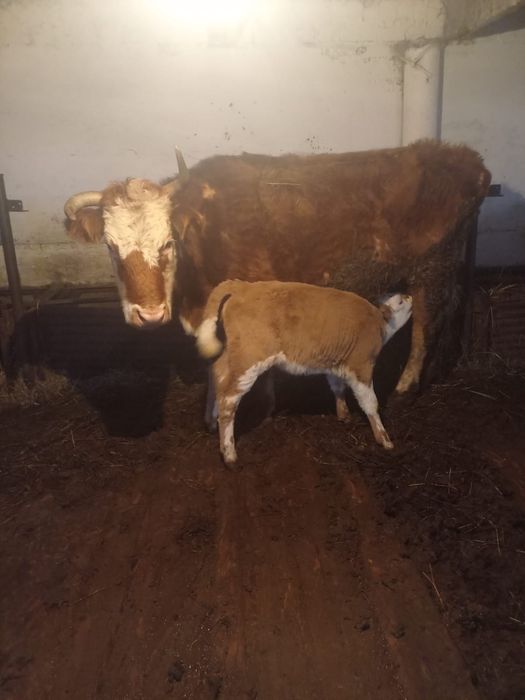 Продам коров с телятами и быка