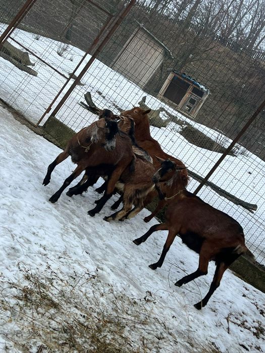 Capre: 1 Românească, 4 Anglo Nubian