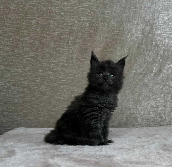 Продаются котята породы мейнкун
