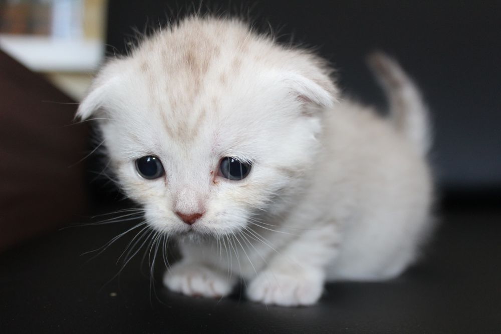 Животные, веслоухие