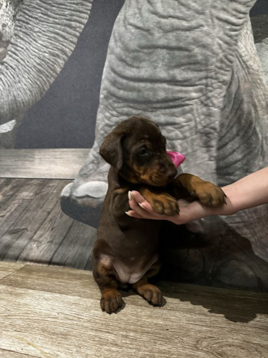 Срочно! Щенки доберма