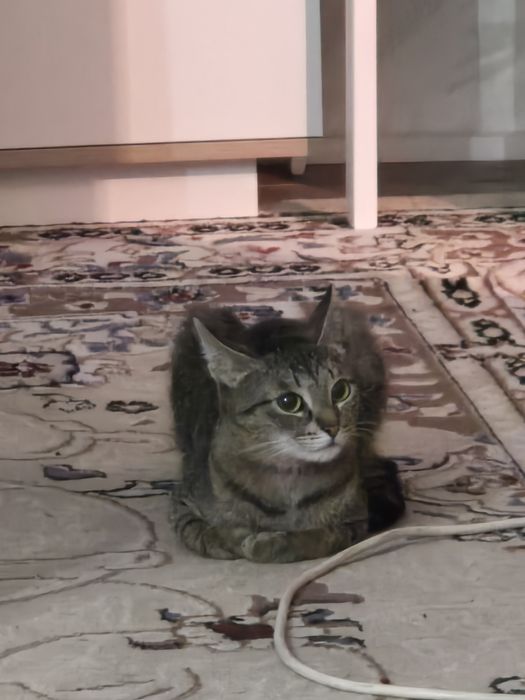 Кошка в добрые руки