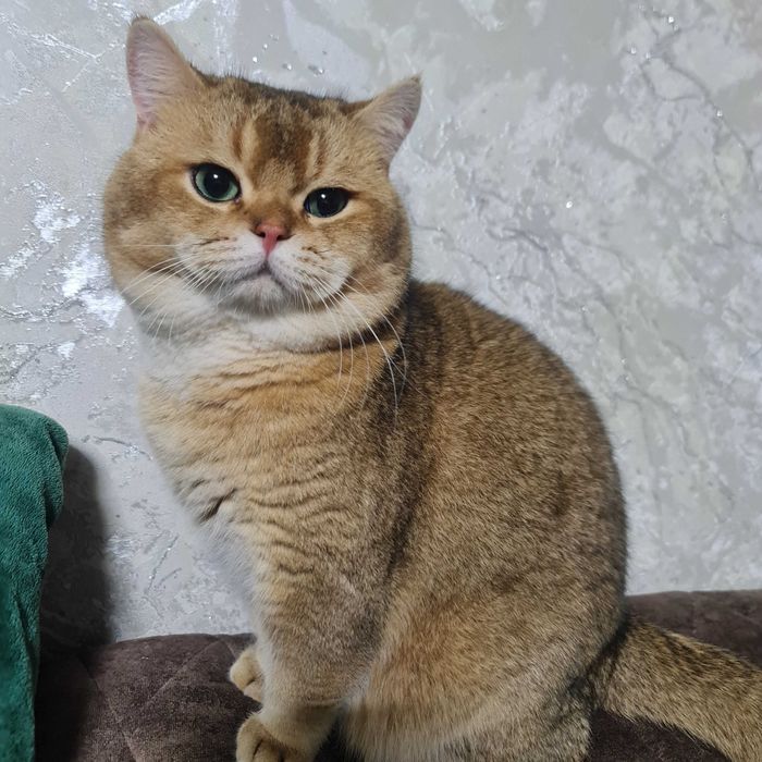 Британский короткошерстный