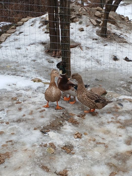 Rațe moțate de vânzare