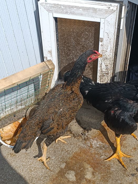 Продаю петух и курица