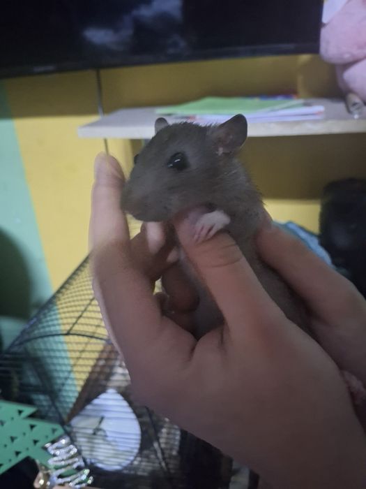 Крысеныш малыш 2 месяца р-н ДКМ