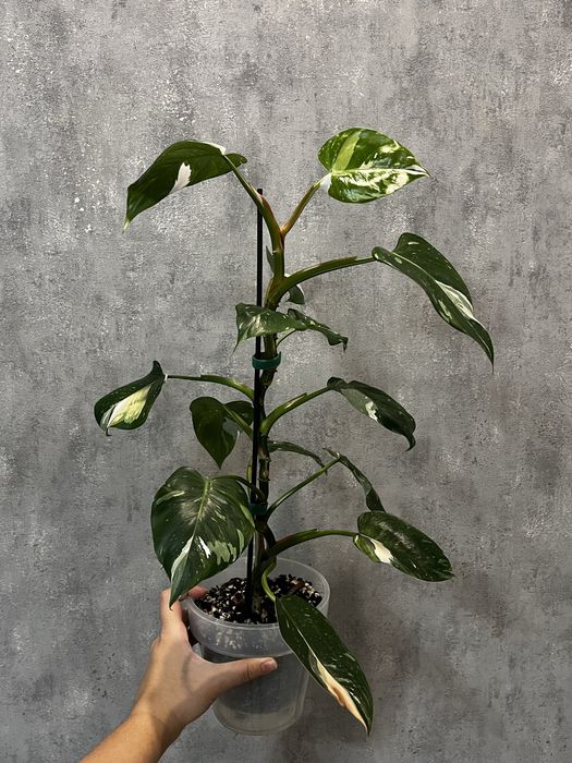 Филодендрон белая принцесса, эпипремнум