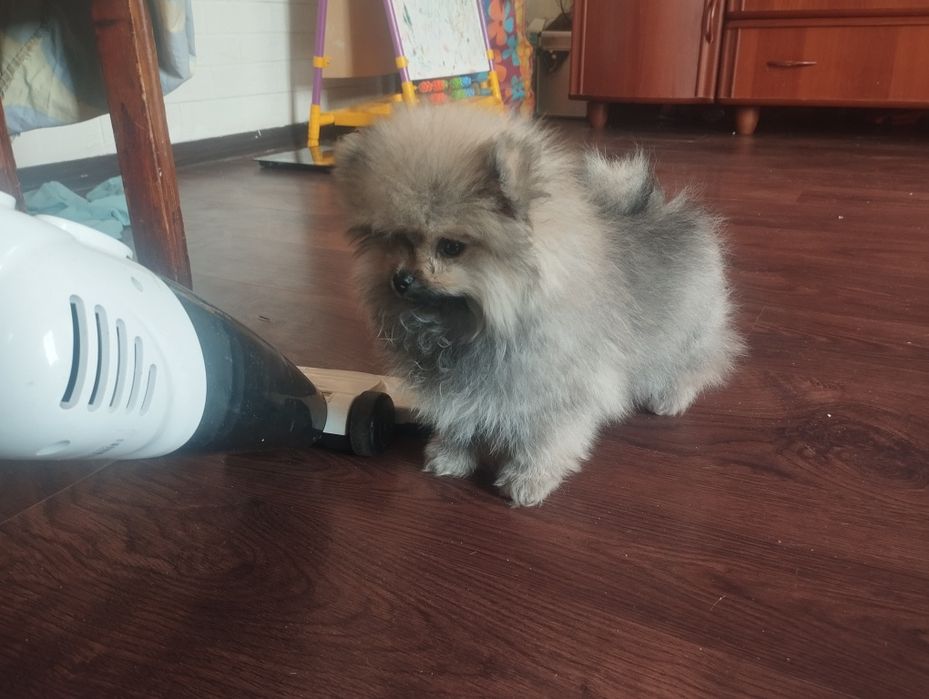 Продается щенок шпиц