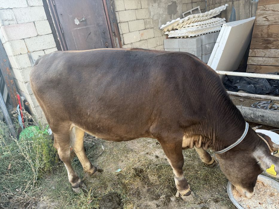 Продам крс малодая жирная
