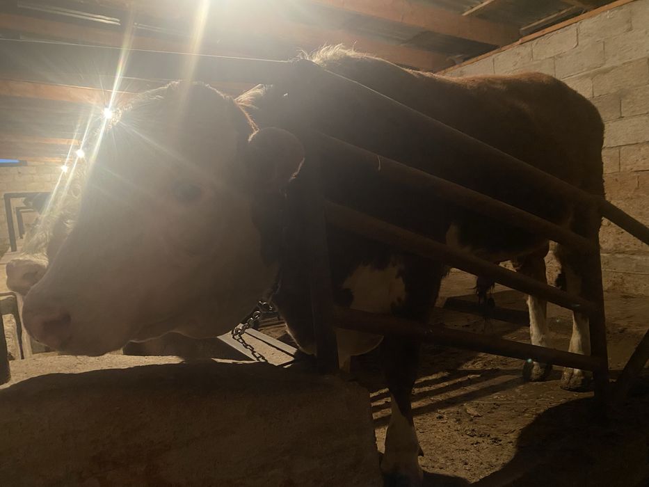 Белоголовые бычки