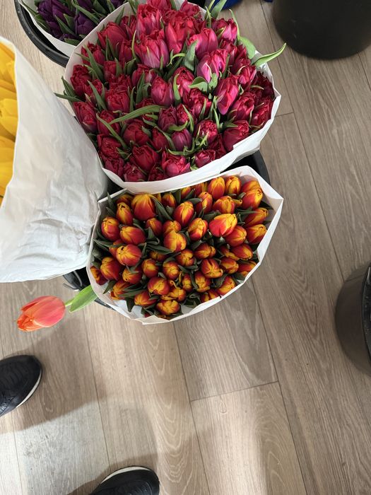 Тюльпан оптом