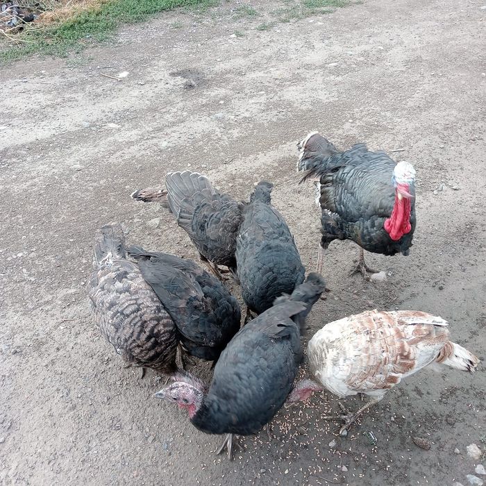 Продам 2 индюшки
