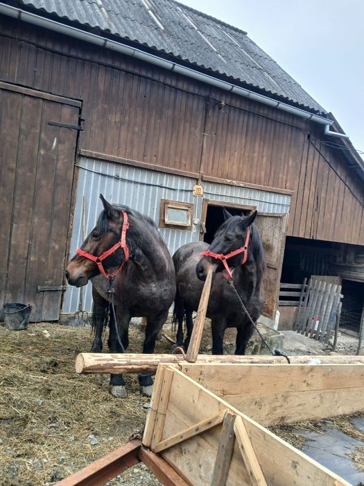 2 Cai de vânzare