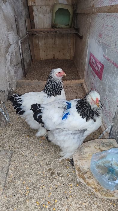 Oua de incubat brahma herminat deschis și brahma hdA