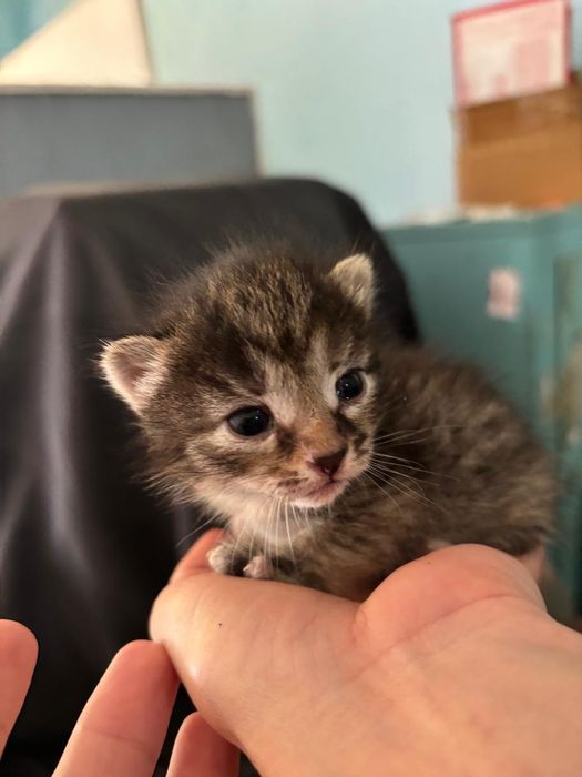 Котята ждут своих новых родителей!!!