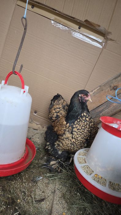 2 familii Brahma (gold si albastru)