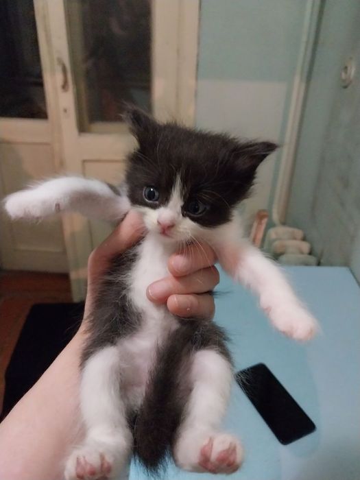 Пристраиваются котята