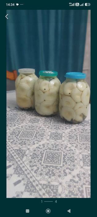Грибы грузди Каркаралинск