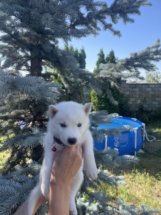 Хаски белый разноглазый мальчик