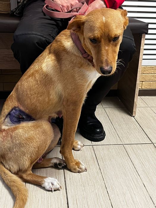 Красивая собака, девочка, стерилизованна