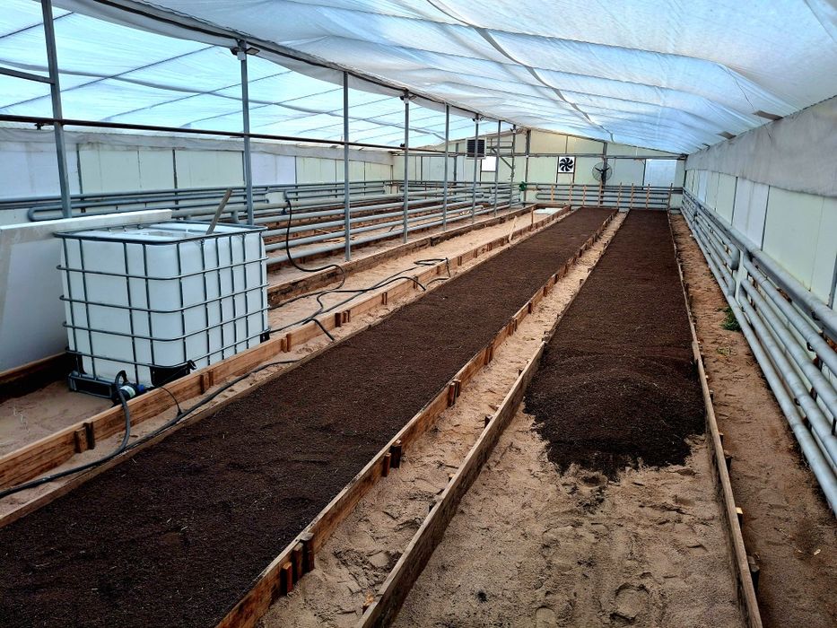 Тюльпаны оптом и в розницу к 8 марта!