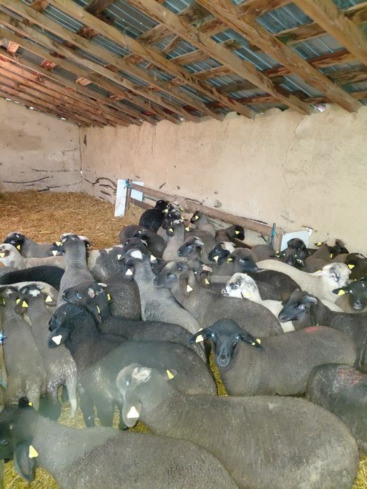 Vand 60 de miei carabasi tigai