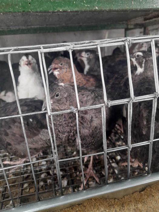 Vand prepelite 15 lei buc