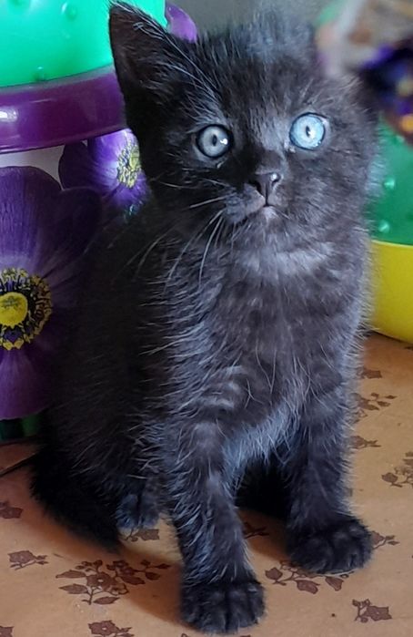 Отдам котенка 1мес10дней