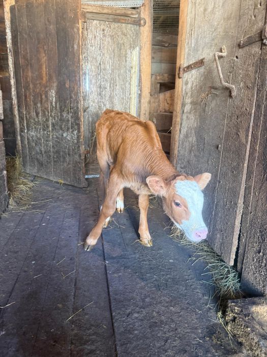 Продам тёлочку Симменталка