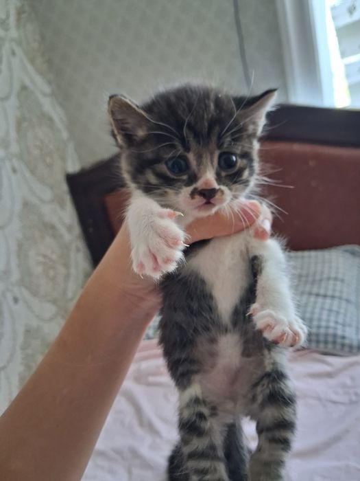 Котята, и мамаша