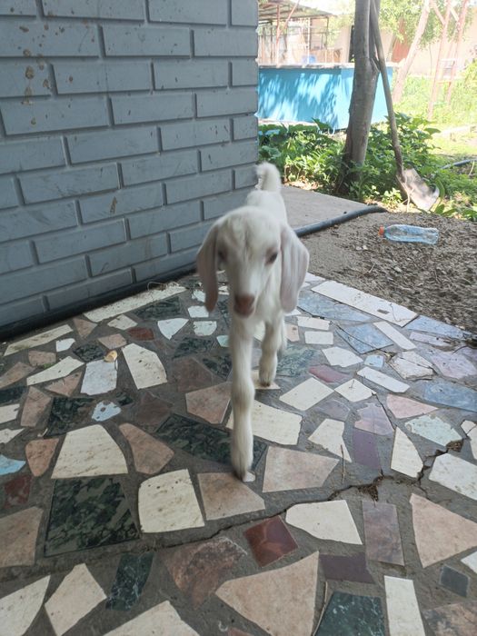 Продам нуби ургашы лактар еркек лак бар