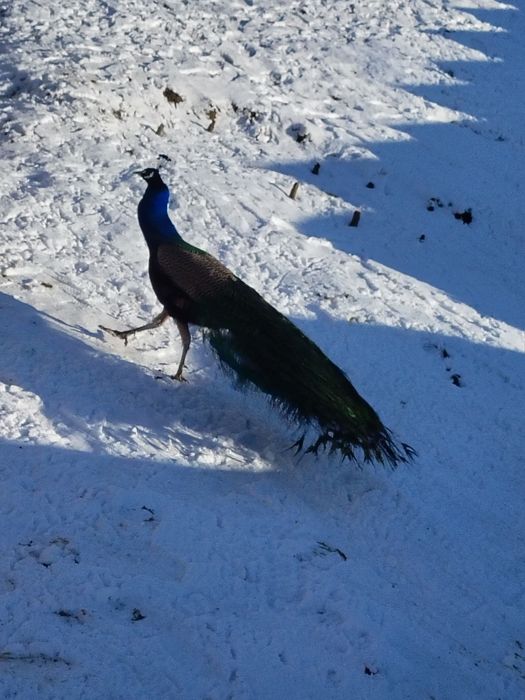 Vând tot ce se vede