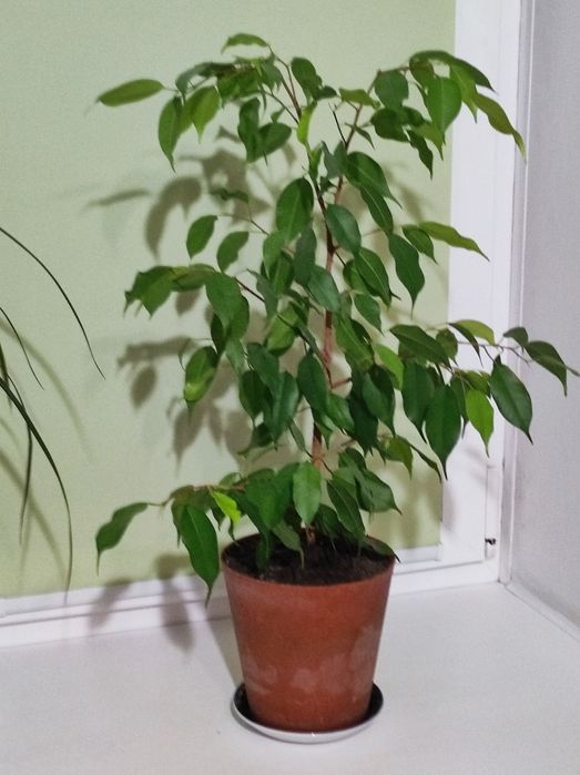 Продам комнатные растения