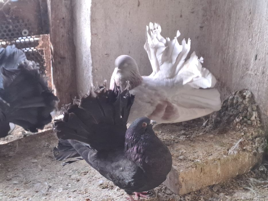 Porumbei de vânzare