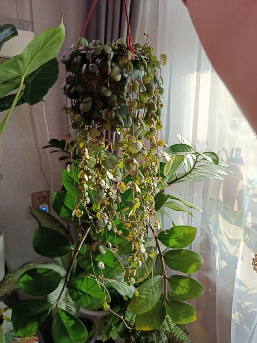 Продам, большой выбор ком растений.