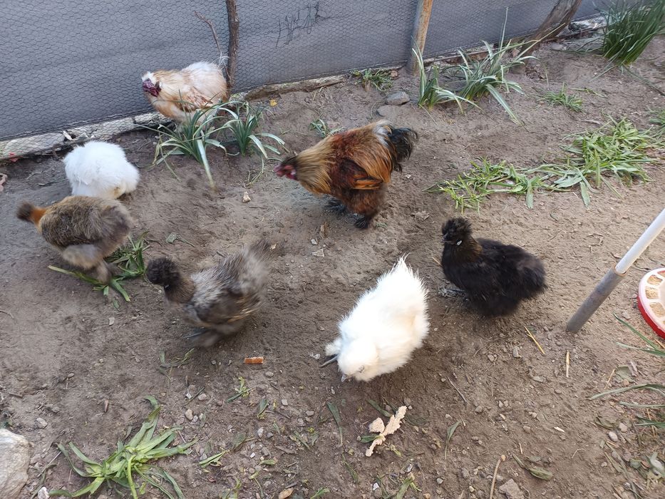 Oua incubat mătase japoneza și cochincina galben pitic