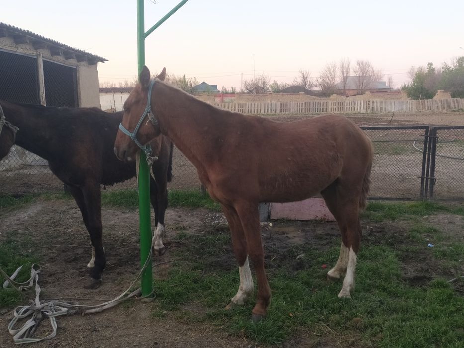2 жасар кунандар сатылады