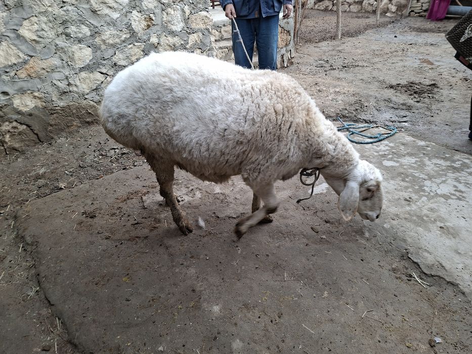 Куй сотилади, бокилган соглом, бугоз эмас яхши овкат ейди.
