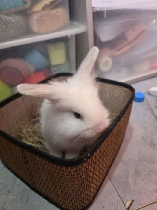 Продам декоротивного кролика