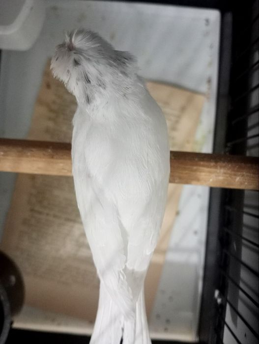 Kanareka chubli oq nar sotladi