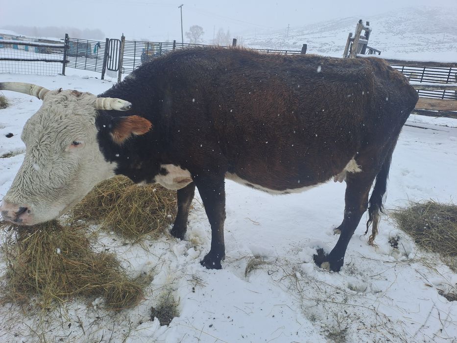 Сиырлар сатылады