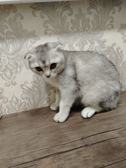 Продаётся котик серебряный шиншилла
