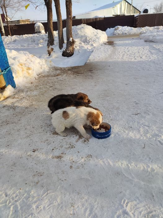 Щенята маленькие 5 штук