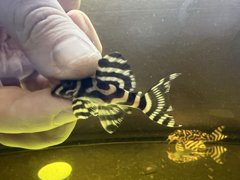 L333 gold,L333 albino,L401 ,L236 SW и SY